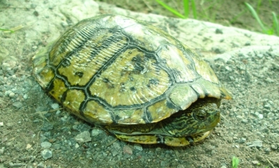 Tartaruga da identificare